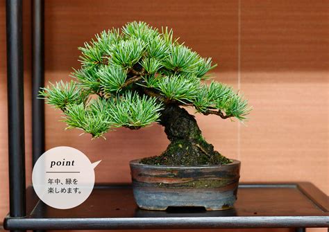 植物盆栽|初めての盆栽でも大丈夫。育て方や手入れ術を紹介 Bonsai